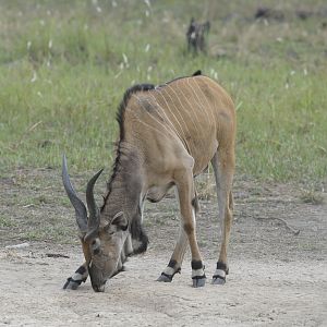 Lord Derby Eland in C.A.R.