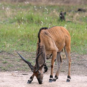 Lord Derby Eland in C.A.R.