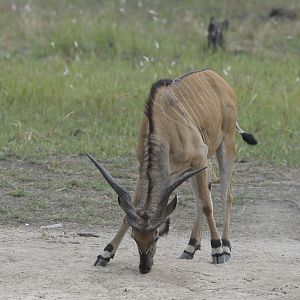 Lord Derby Eland in C.A.R.