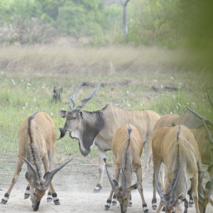 Lord Derby Eland in C.A.R.