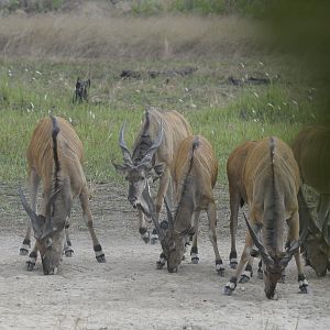 Lord Derby Eland in C.A.R.