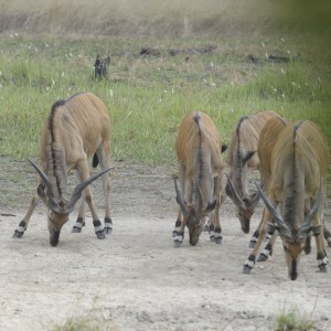 Lord Derby Eland in C.A.R.