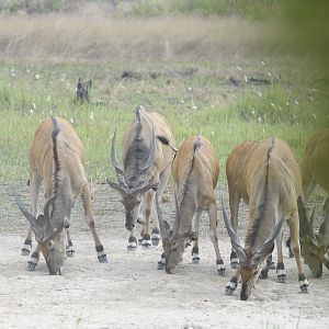 Lord Derby Eland in C.A.R.