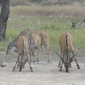 Lord Derby Eland in C.A.R.