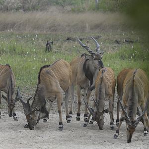 Lord Derby Eland in C.A.R.