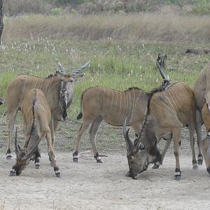 Lord Derby Eland in C.A.R.