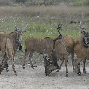 Lord Derby Eland in C.A.R.