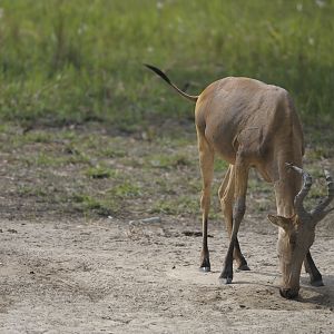 Lelwel Hartebeest in Central African Republic