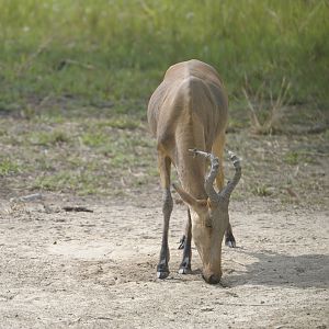 Lelwel Hartebeest in Central African Republic