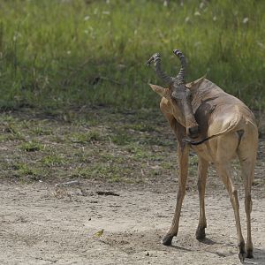 Lelwel Hartebeest in Central African Republic