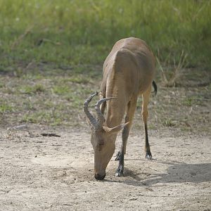 Lelwel Hartebeest in Central African Republic