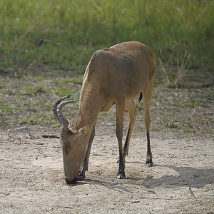 Lelwel Hartebeest in Central African Republic