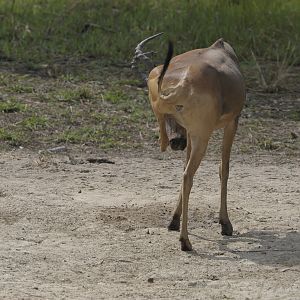 Lelwel Hartebeest in Central African Republic