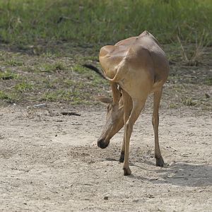 Lelwel Hartebeest in Central African Republic