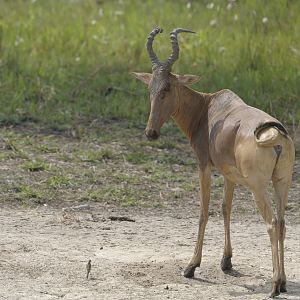 Lelwel Hartebeest in Central African Republic