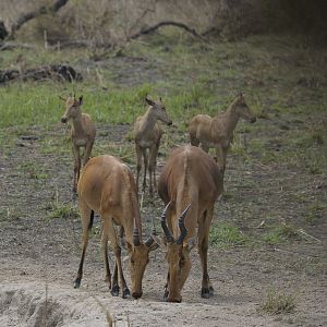 Lelwel Hartebeest in Central African Republic