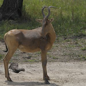 Lelwel Hartebeest in Central African Republic