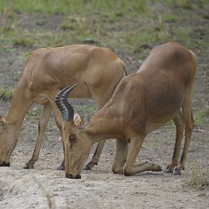 Lelwel Hartebeest in Central African Republic