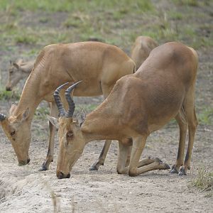 Lelwel Hartebeest in Central African Republic