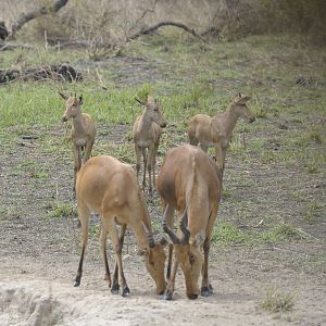 Lelwel Hartebeest in Central African Republic