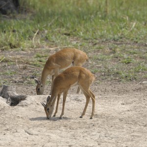 Oribi in Central African Republic