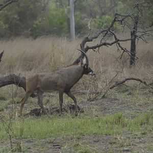 Roan Antelope in Central African Republic