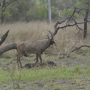 Roan Antelope in Central African Republic