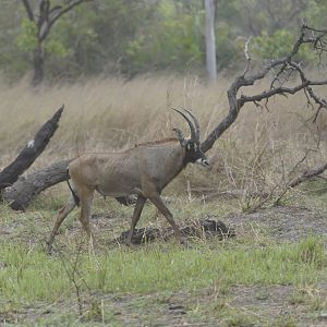 Roan Antelope in Central African Republic