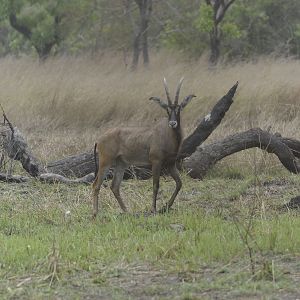 Roan Antelope in Central African Republic