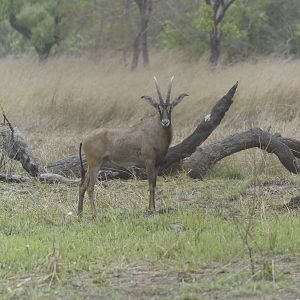 Roan Antelope in Central African Republic