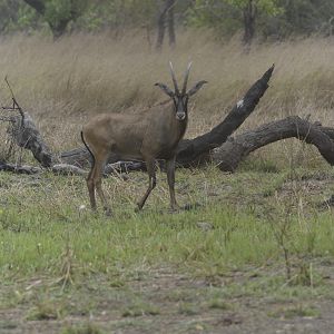 Roan Antelope in Central African Republic