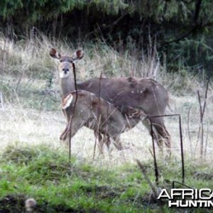 Mountain Nyala Female and Calf Ethiopia