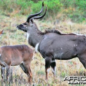 Mountain Nyala Bull and Female Ethiopia