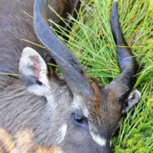 Ssese Island Sitatunga Uganda