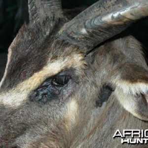 Ssese Island Sitatunga Uganda