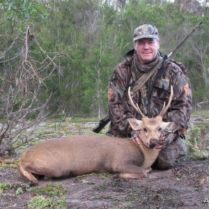 Neat Hog Deer Stag Hunt on Balpoole Peninsular,Victoria, Australia