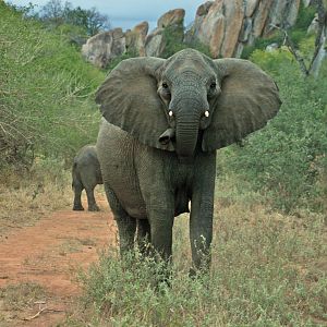 Elephant