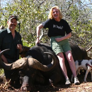 Cape Buffalo