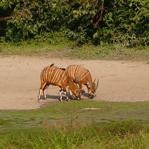 Bongo in Central African Republic