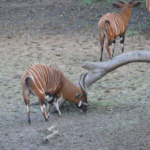 Bongo in Central African Republic