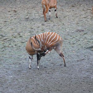 Bongo in Central African Republic