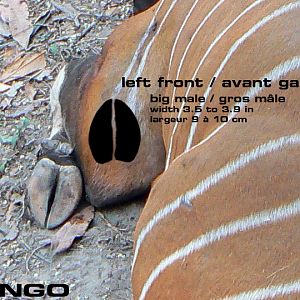 Bongo Tracks