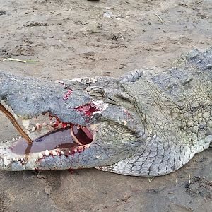 Crocodile Hunting in Tanzania