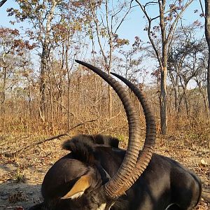 Tanzania Sable Hunt