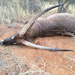 Bow Hunting Waterbuck in South Africa