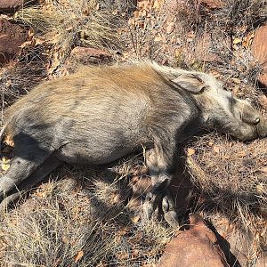 South Africa Bushpig Bow Hunt