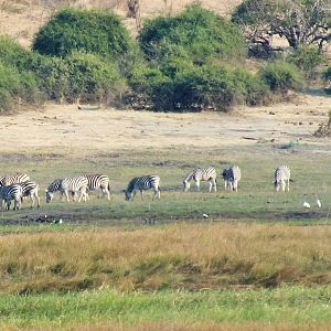 Botswana Zebra