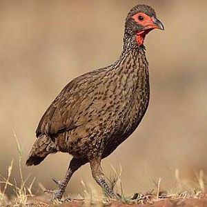 Swainnsons Francolin