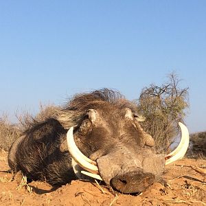 Hunting Warthog in South Africa