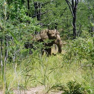 Elephant Tanzania